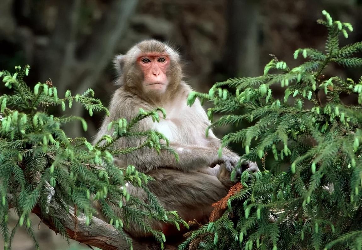 2021年,日本一母猴"独居怀孕",男饲养员成首要怀疑对象