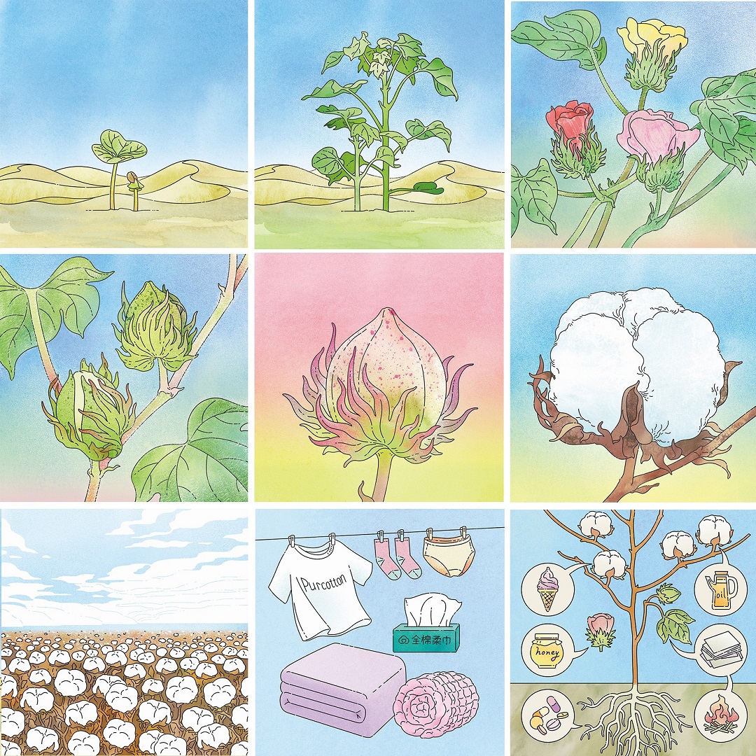 棉花的生长过程顺序图片