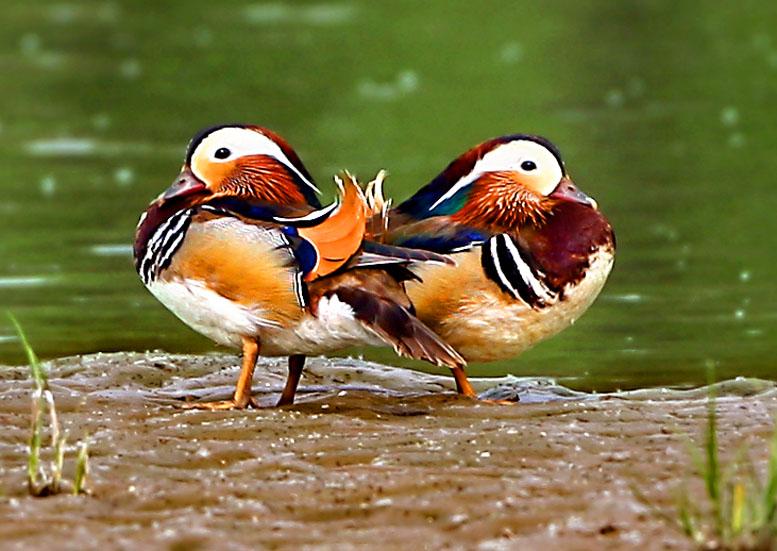 姑姑棒打鸳鸯,有情人双双殉情