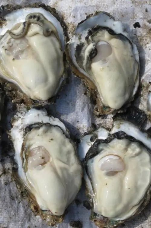 肉厚肥美,香气十足的钦州龙门港蒜蓉大蚝