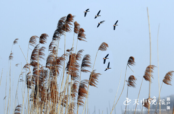 大雁飞过芦苇荡图片图片