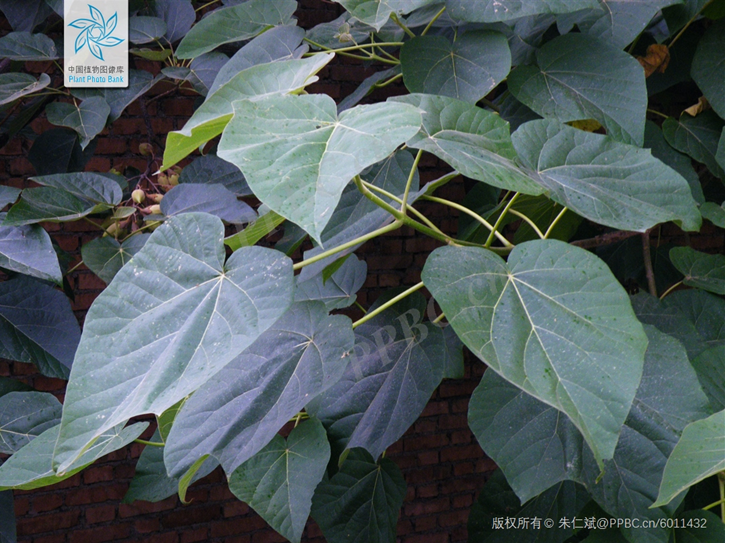 风物记61武汉的泡桐