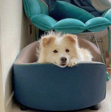 边牧是犬界第一高智商,但它的聪明也能让人"抓狂"