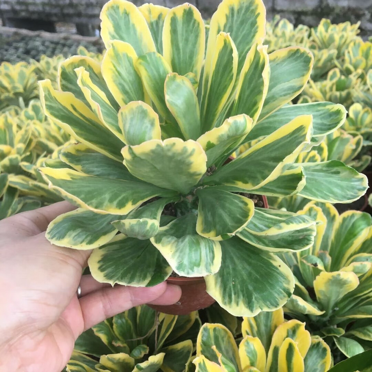 扇贝麒麟锦观赏性强,但养殖需多方面注意事项.