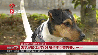 刚断奶就出来工作的小警犬火了!但其实