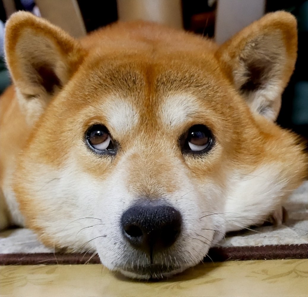 终于知道为何“柴犬”弃养率这么高了，离不开这几个原因