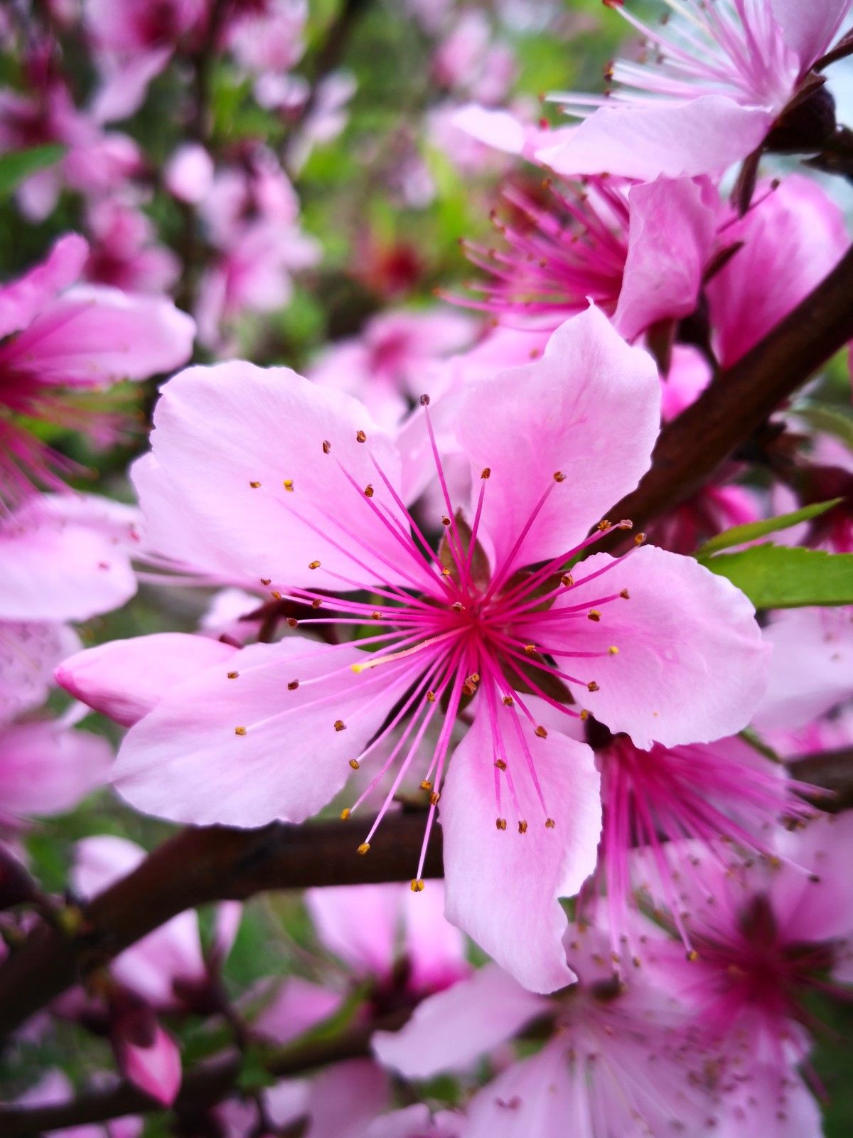 一抹春色染江南——桃花