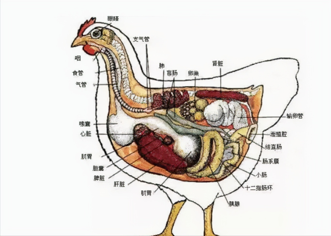 鸡的消化系统示意图图片
