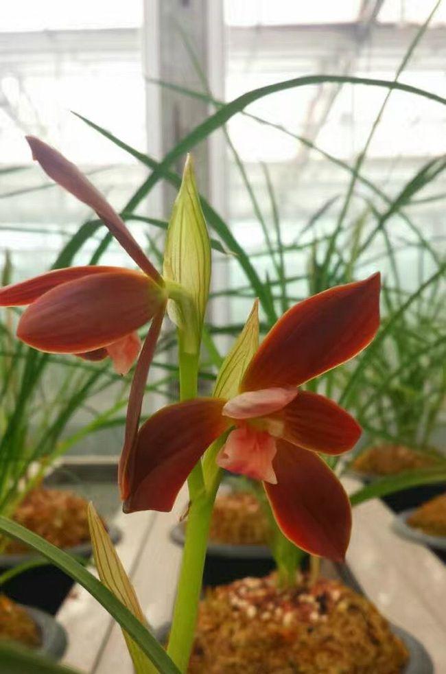 精品豆瓣兰——红河红