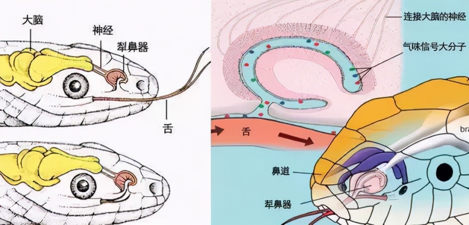 十堰发现罕见剧毒白头蝰蛇!比银环蛇还毒?为何蛇毒血清"失效"