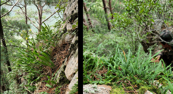 肾经茶的真假如何鉴别!长白山肾经茶长得什么样?