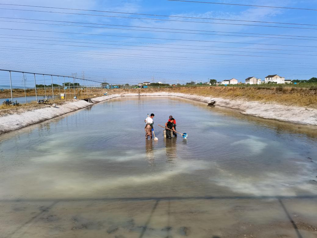 秋冬季大口黑鲈养殖池塘管理注意技术