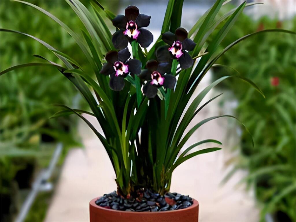 墨兰草王"黑雪姬",花色罕见,黑杆黑花,大花香浓