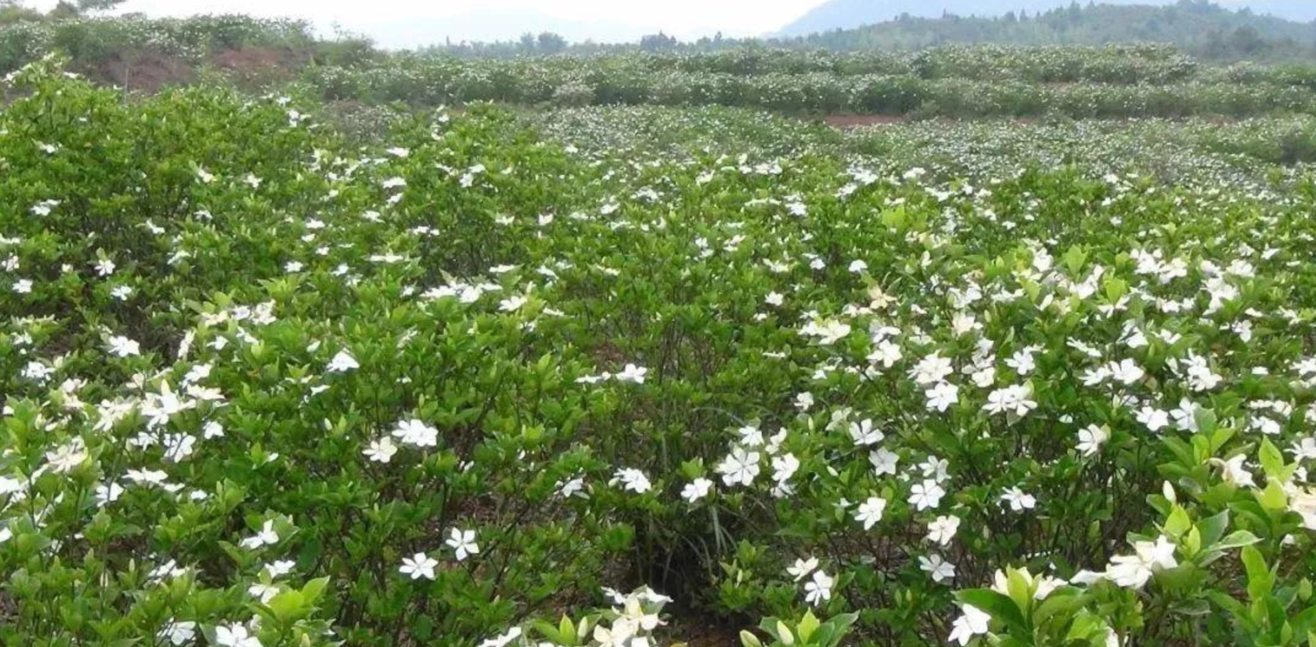 成都"冷门"花海:出发3小时,看3000多亩栀子花,真香!