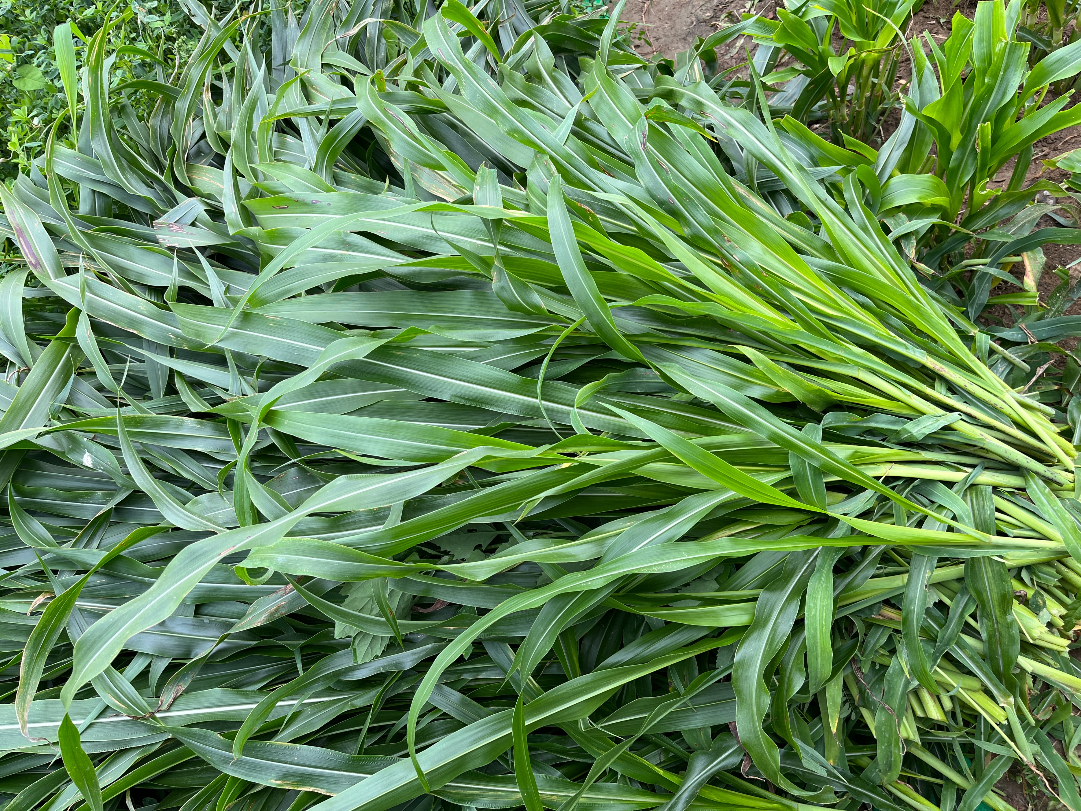 墨西哥玉米草,每20天就能收一茬,产量高,生育期能达230天左右