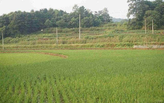 在农村碰到拱地边的地邻怎么办?两个办法去解决,闹事吵架要杜绝