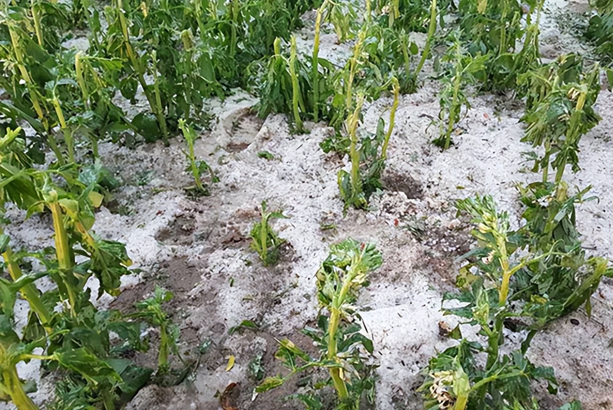 超5万亩农作物受灾,甘肃遭遇罕见寒潮,农民受灾惨重!