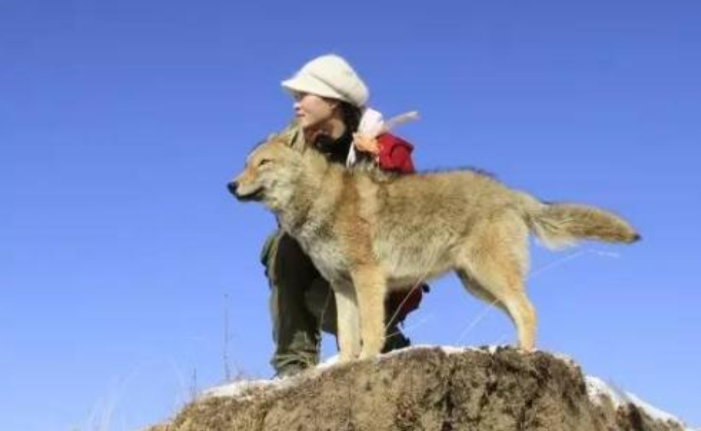 回顾11年前30岁女子认狼做子忍痛助子重返狼群结局感人肺腑