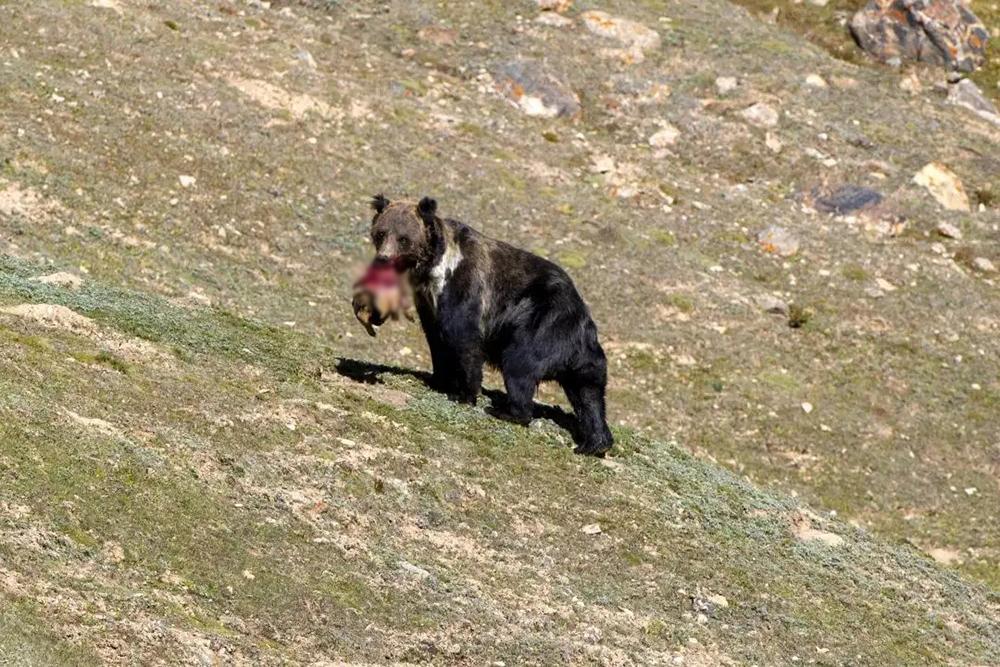 青海果洛出现藏马熊,从窗户翻进牧民家,搜刮完冰箱又盯上了油