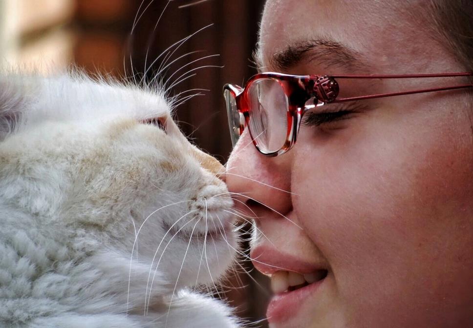 若猫咪把你当"亲妈",就会有这几种现象,错不了的