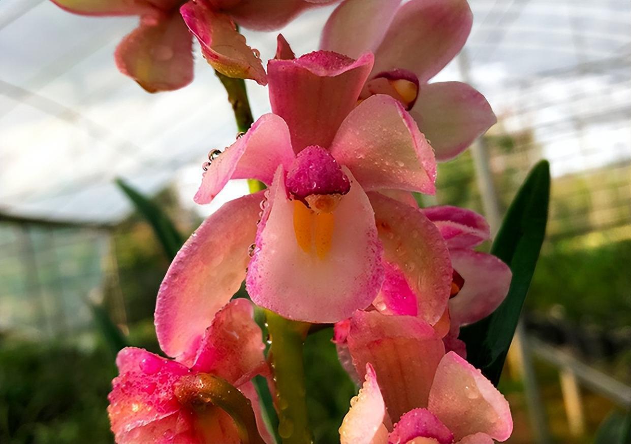 香妃兰花是"香花之首",花色艳丽,香气诱人,花期较长,易打理