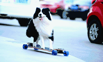 家中有狗,让生活加点