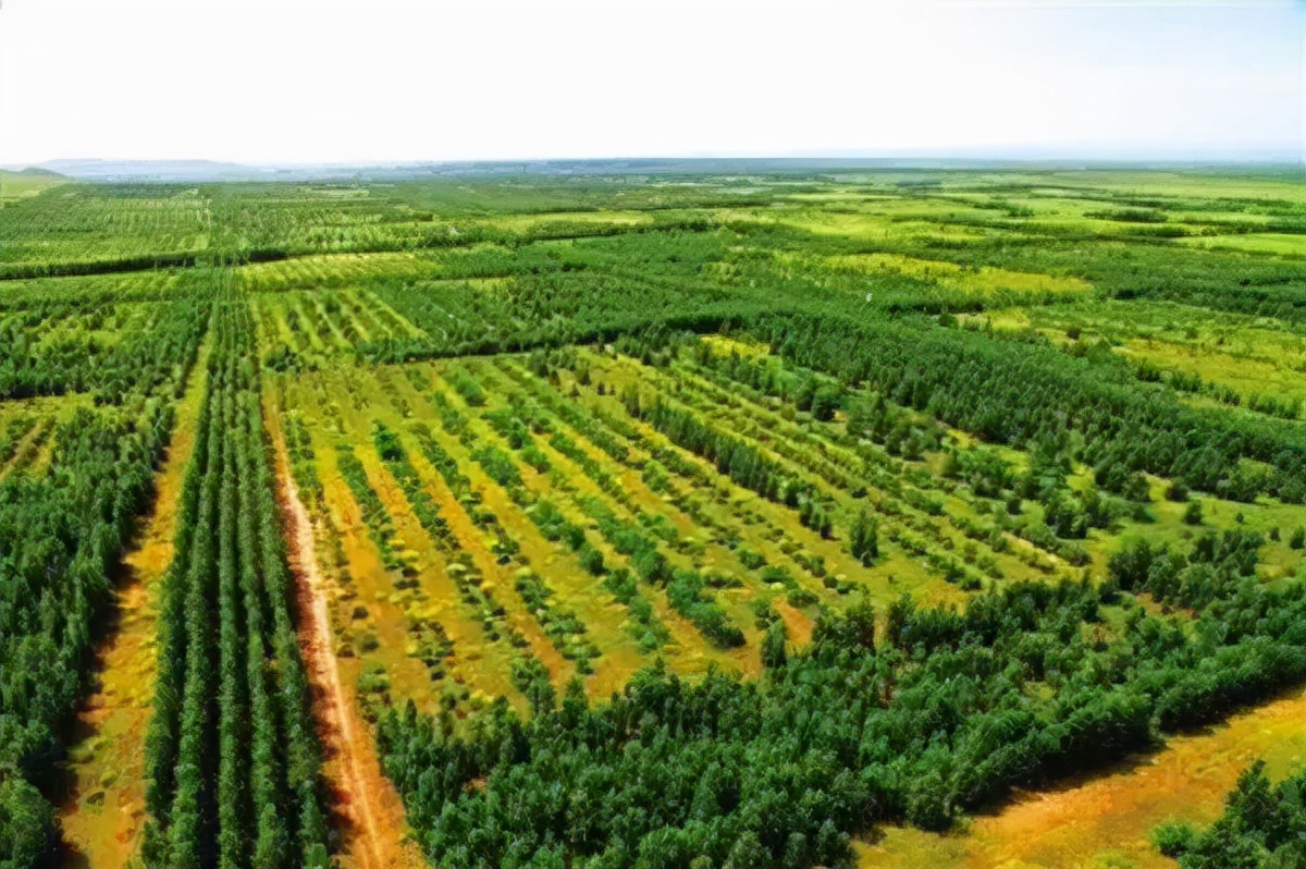 陕西老汉带领一家四代人,坚持38年种树治沙,45000亩荒漠变绿洲