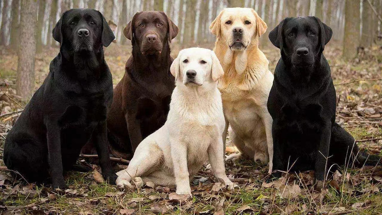 拉布拉多犬常被选作出入公共场合的导盲犬,警犬,搜救犬等,个性憨厚