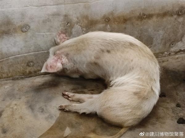 猪坚强,遗体已被冰冻图片