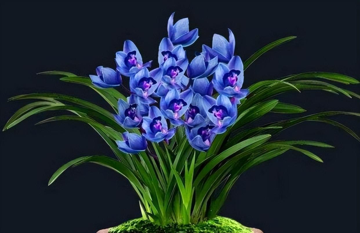 这款"蓝宝石"突然就火了,人称"最美兰花",让人百看不厌