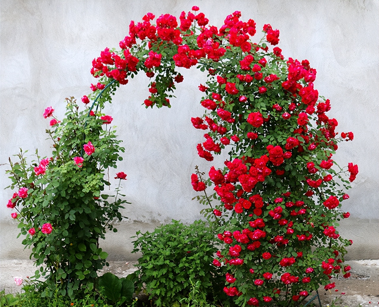 甜蜜红木香,不仅开花旺盛,而且香气扑鼻,关键是还好养