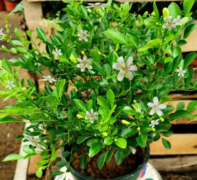 家有阳台别错过,这种花比绿萝还好养,当年开花,满屋飘香