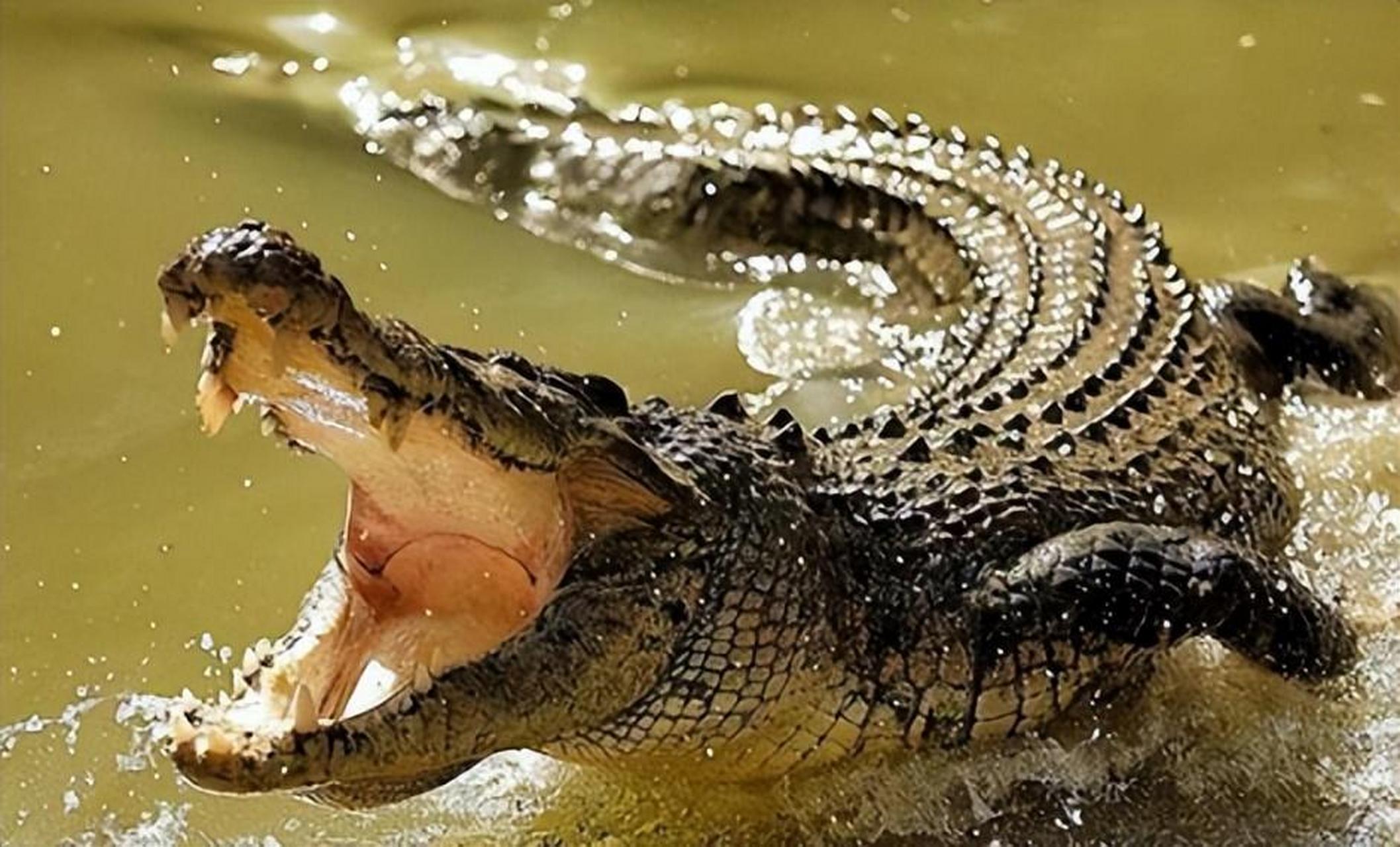 你能想象一个9岁的孩子被11只鳄鱼吞食的场景吗?