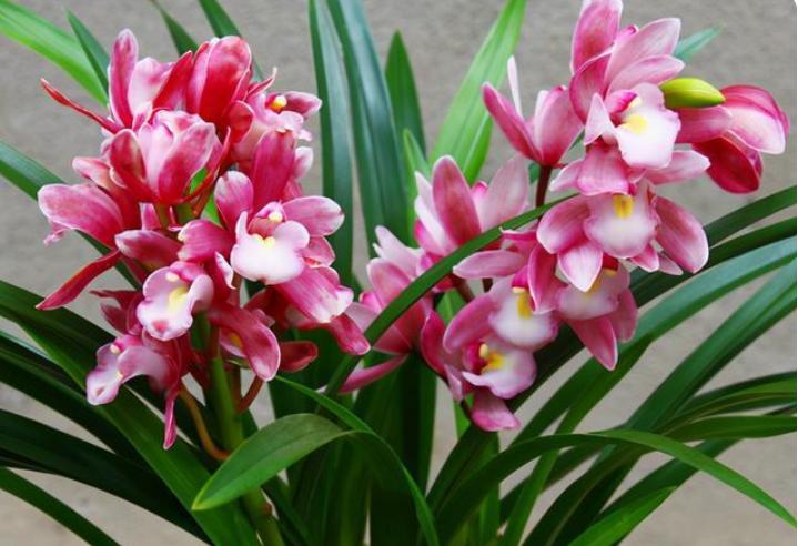 香妃兰是"香花之首",花色艳丽,香气扑鼻,养护简单,花期较长