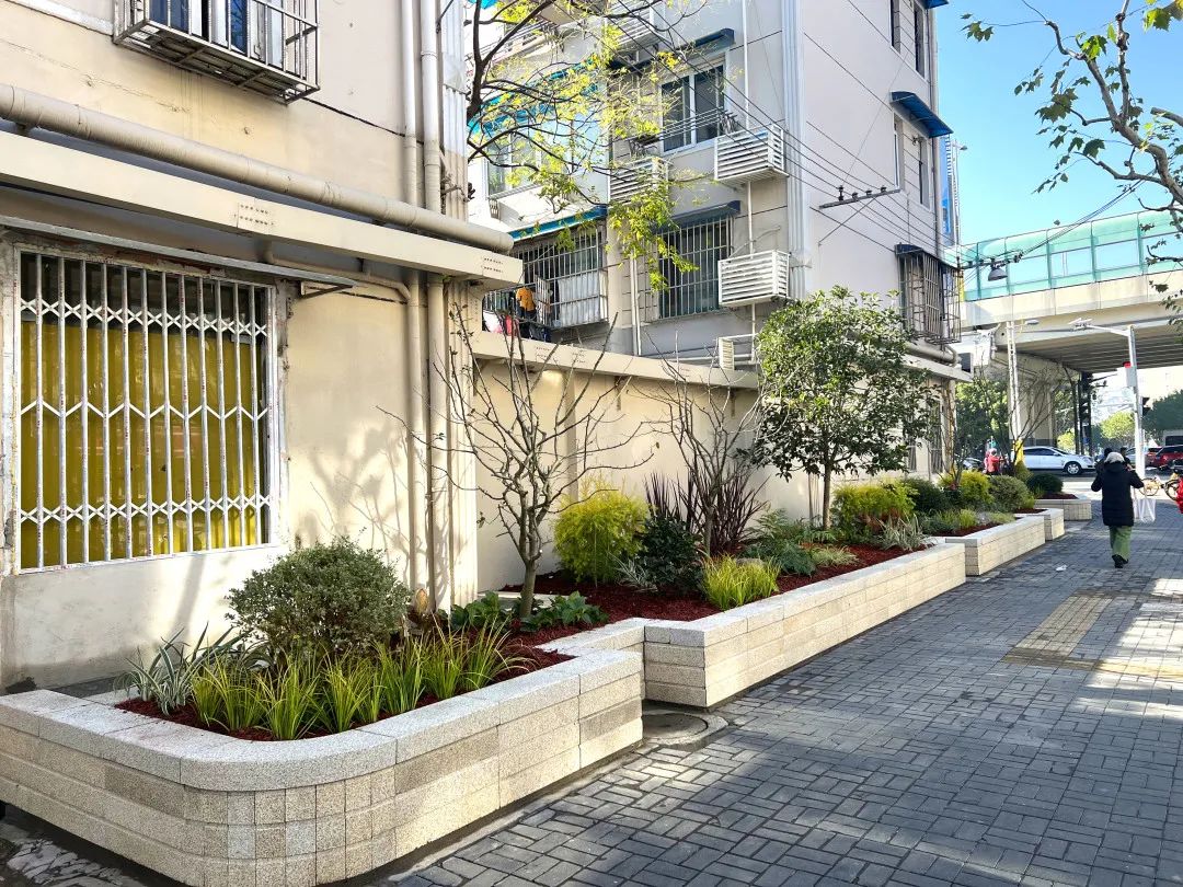 180㎡景观花坛点亮街景!居民:点赞!和以前比不一样了!