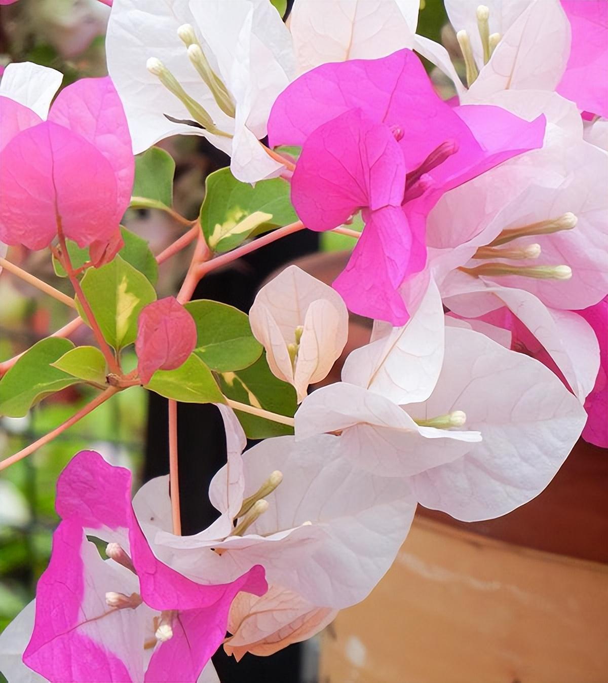 三角梅界的"贵族"—金心双色,花叶共赏,放在家中有格调