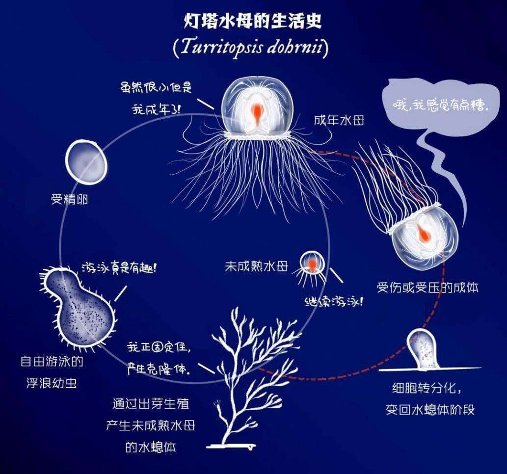 有哪些违背生命规律的生物?跳出三界外的太岁,你听说过吗?