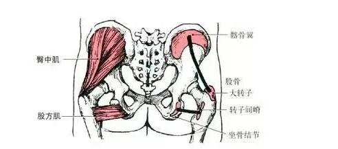 想要好身材?4个动作高效练臀