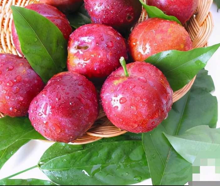 布朗果又名"李子",营养价值丰富,又有什么功效呢?