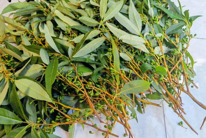 它叫山胡椒,只有湖南和四川人才懂的极品调味,可惜很多人没尝过