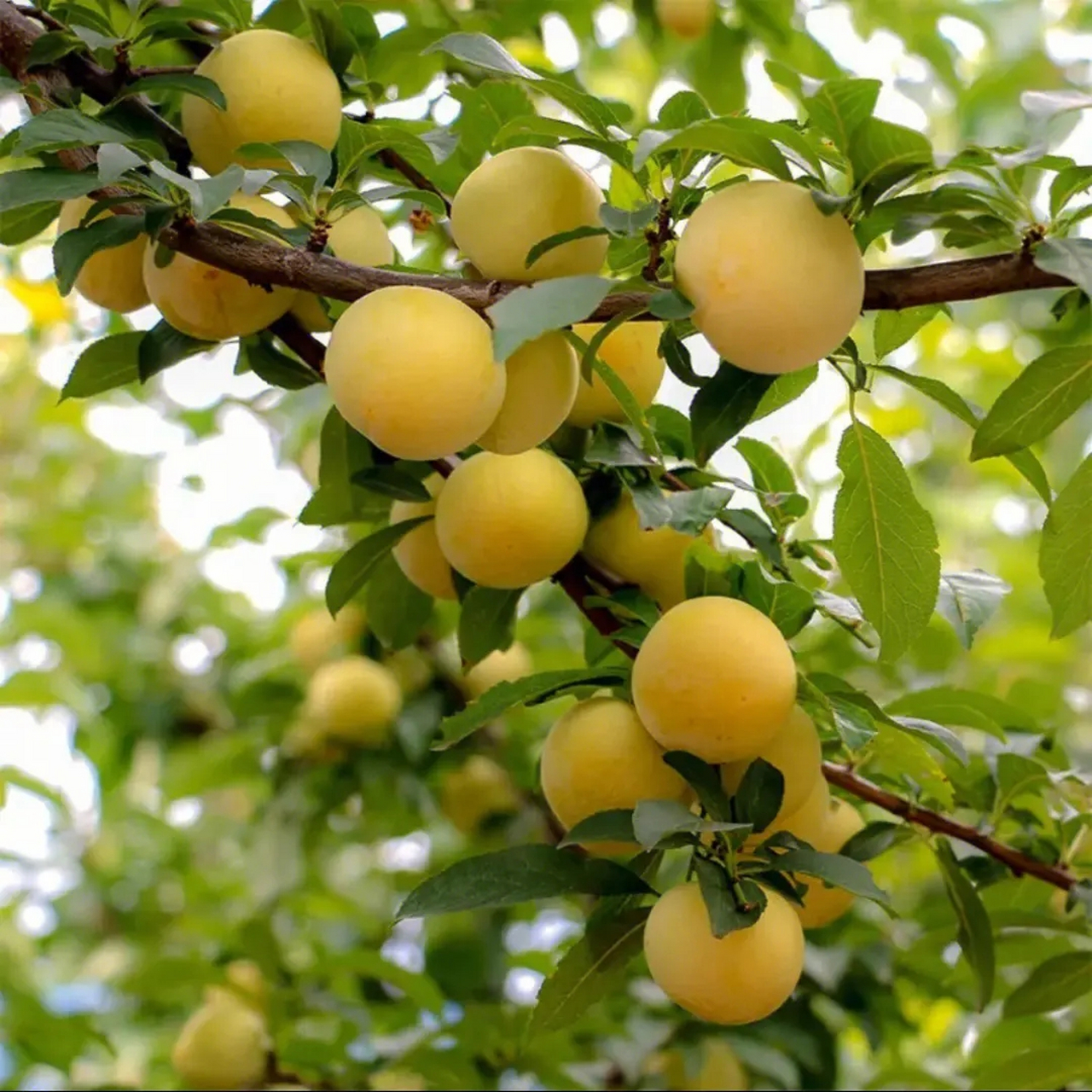 7月限定水果:四川汉源桃花李!