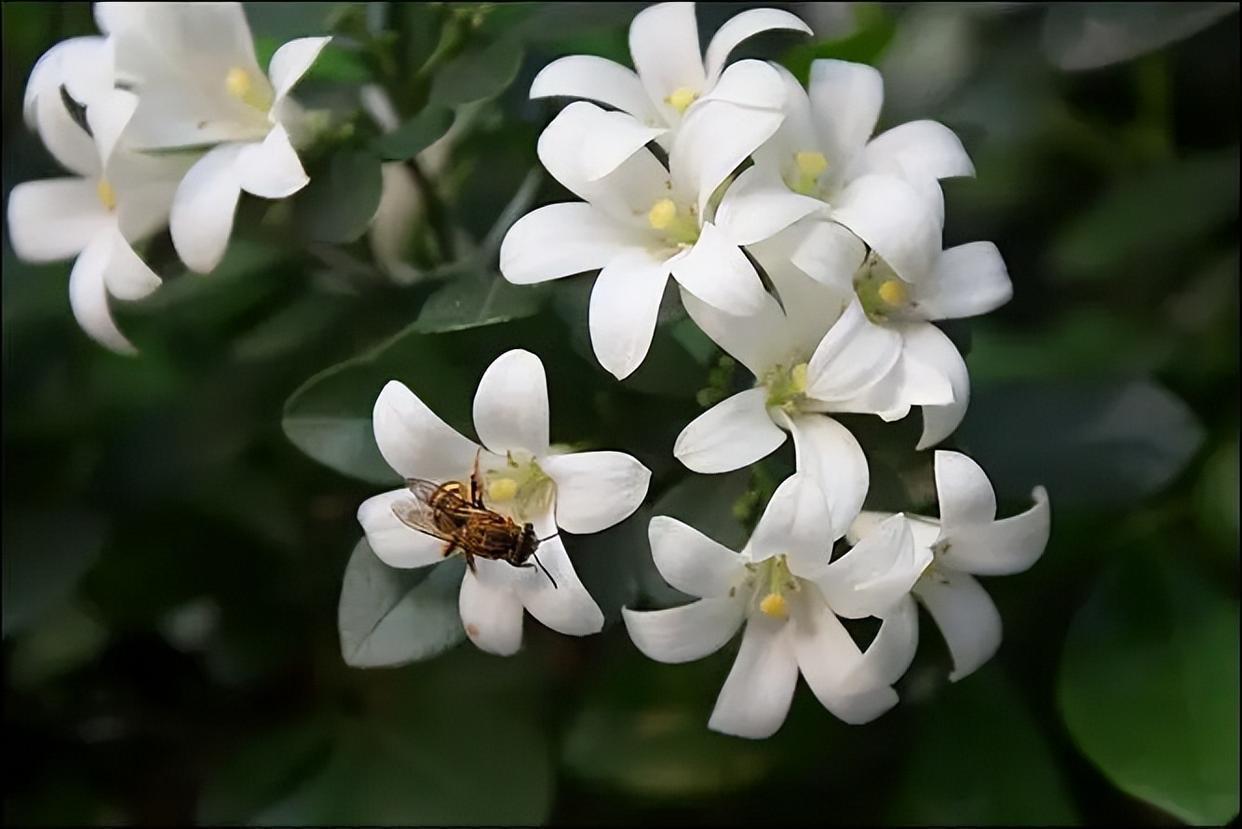 比香水百合还要受欢迎的九里香,花朵清新高雅,香味飘满园