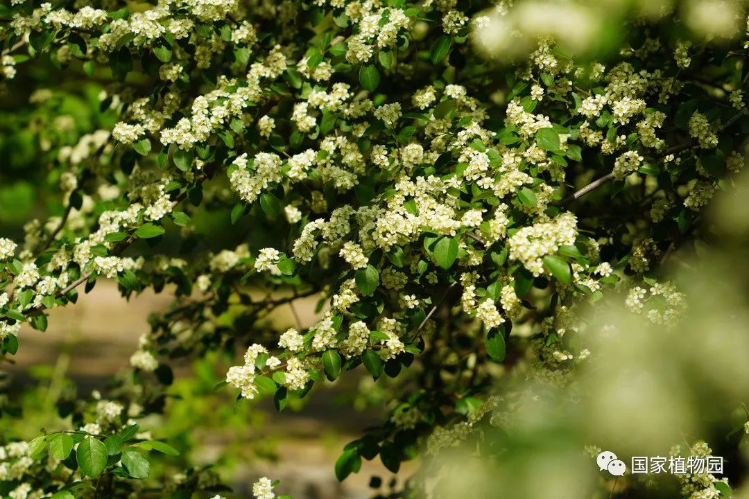 初夏清新——水栒子