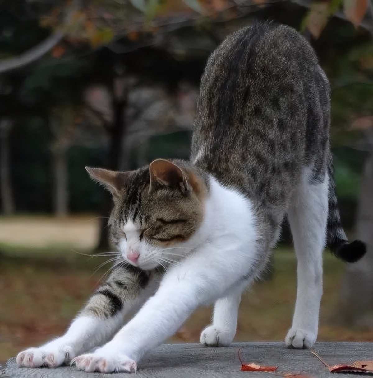 狸花猫对着你"伸懒腰",原来有这些话想对你说