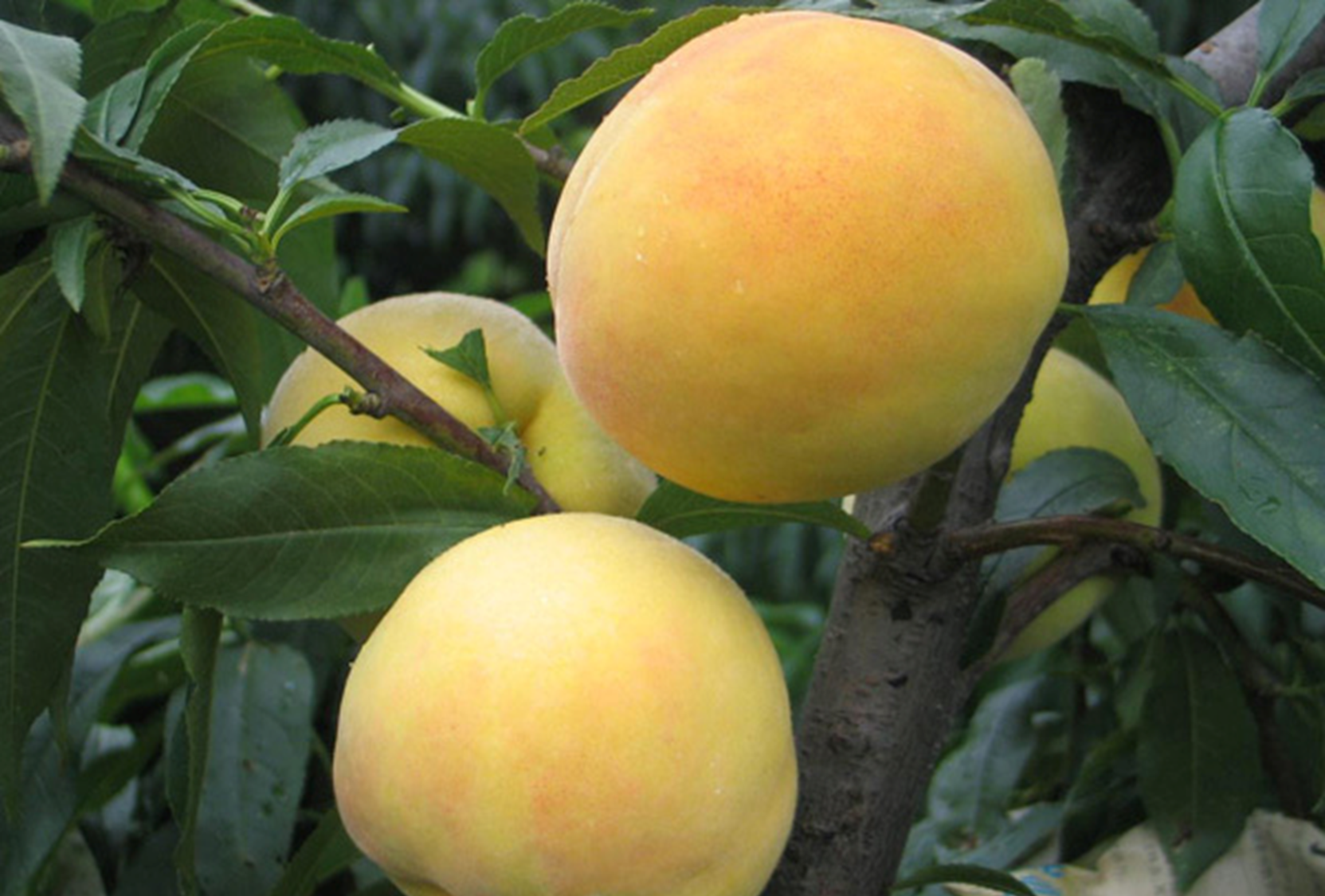 上海奉贤区青村镇湾张村黄桃——黄桃树"摇钱树"