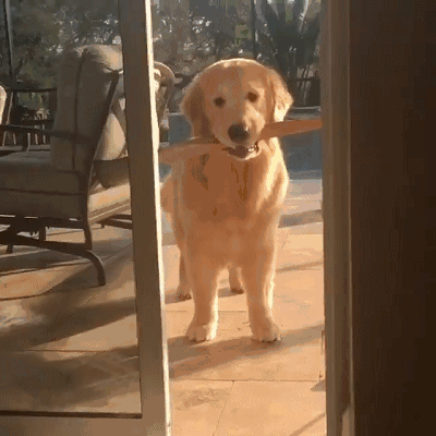 为何越来越少人养"金毛"?网友:养了就想换狗