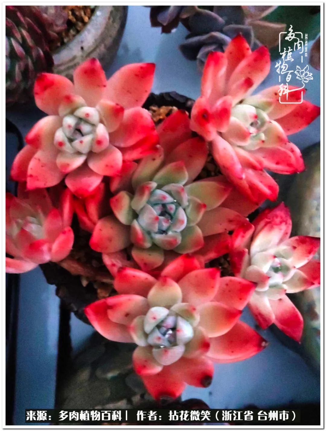 风声雨声读书声声声入耳,书香花香肉肉香香香满园!