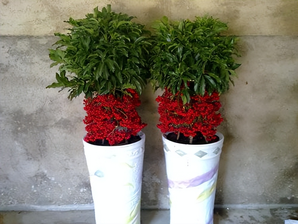 这种盆栽,红果挂满枝头,都叫它"富贵籽",殊不知客厅养盆甚好