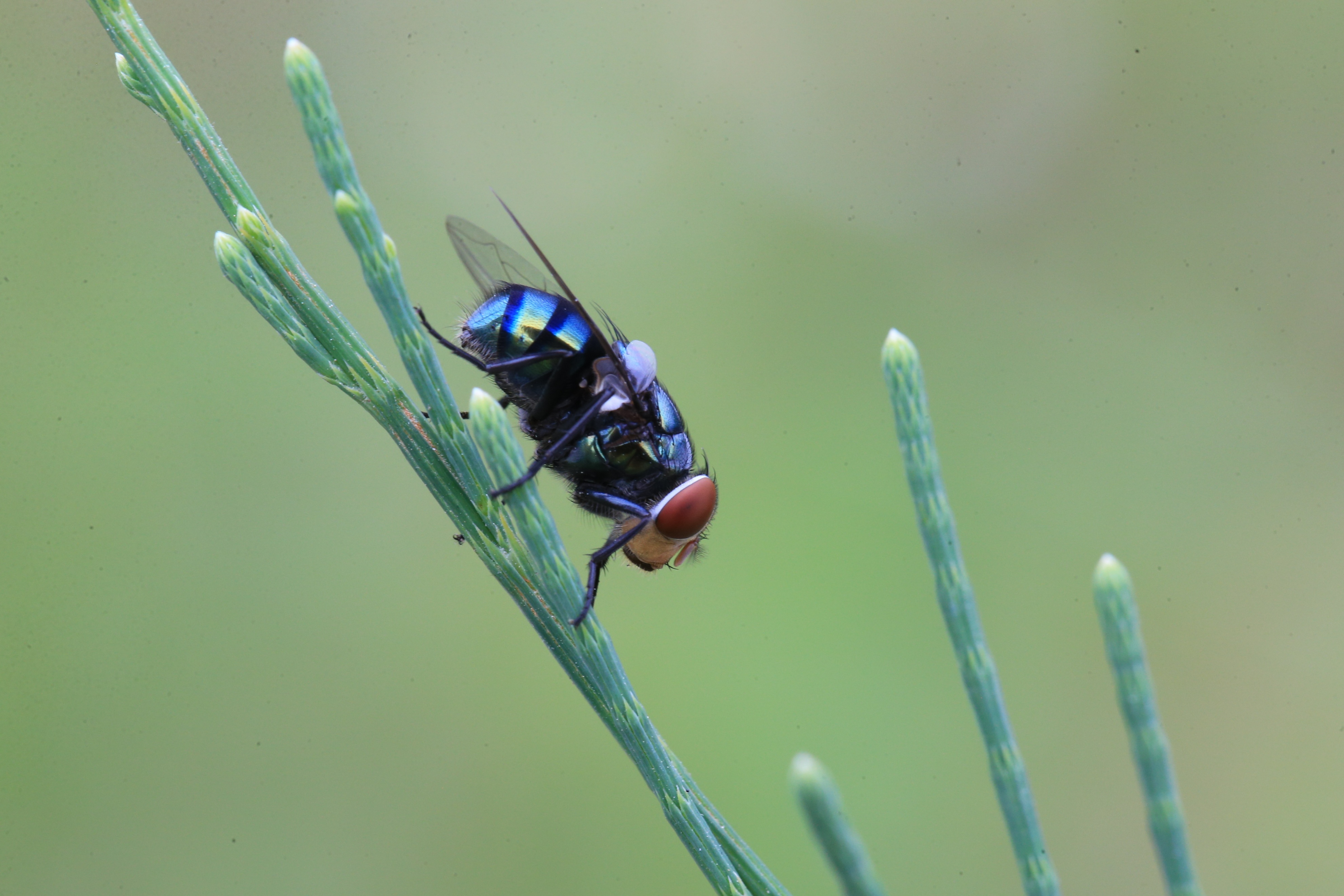 苍蝇,也有可爱的权利!
