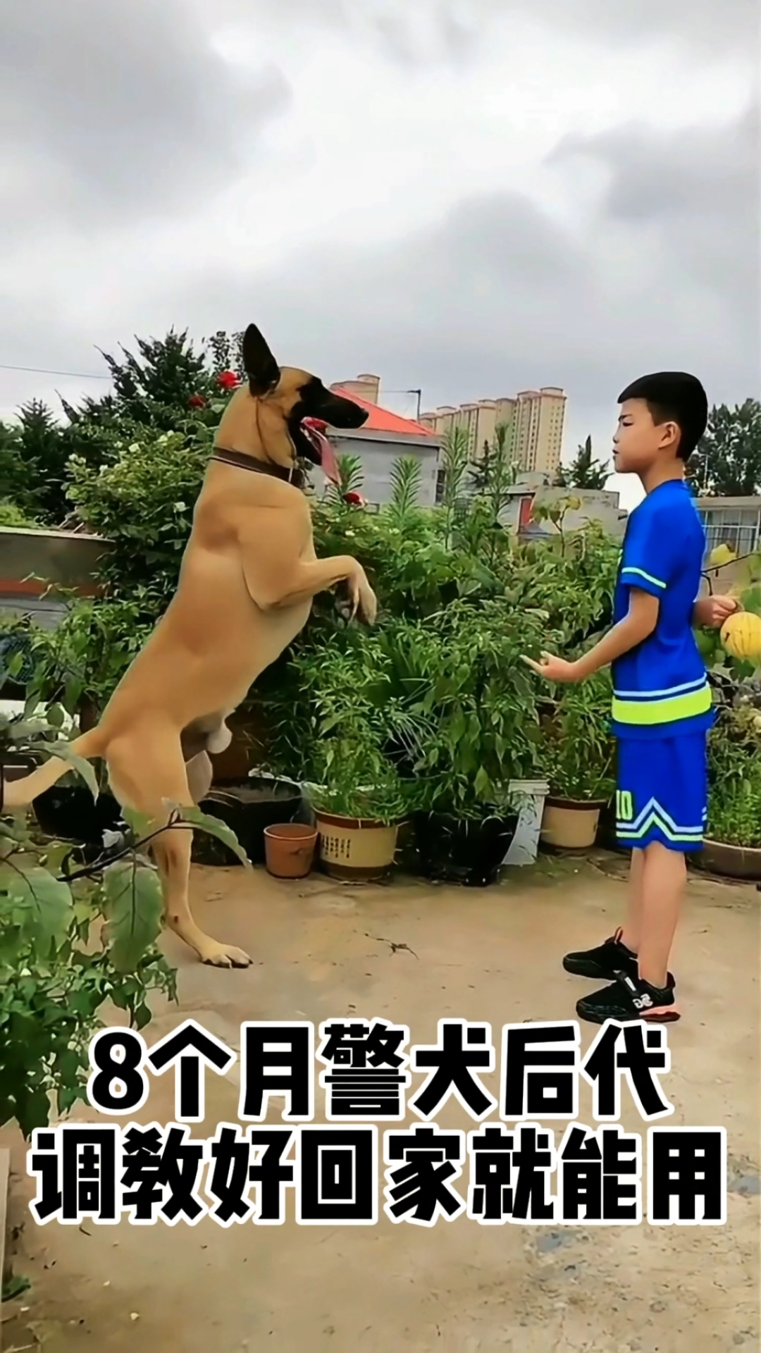 马犬皮图图片